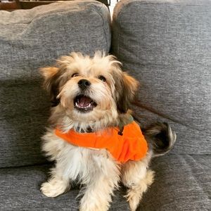 Meet your Posher, Molly